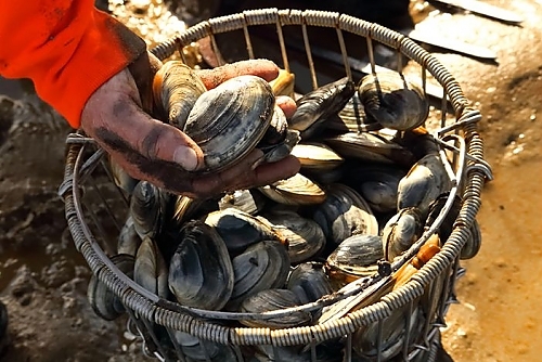 freshly-harvested-clams