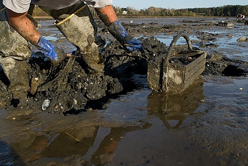 maine-clam-digger
