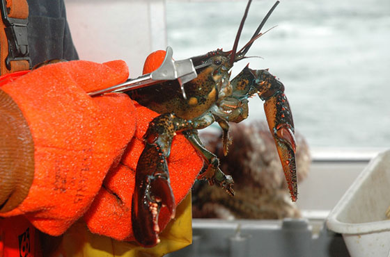 person wearing orange gloves clipping a lobster