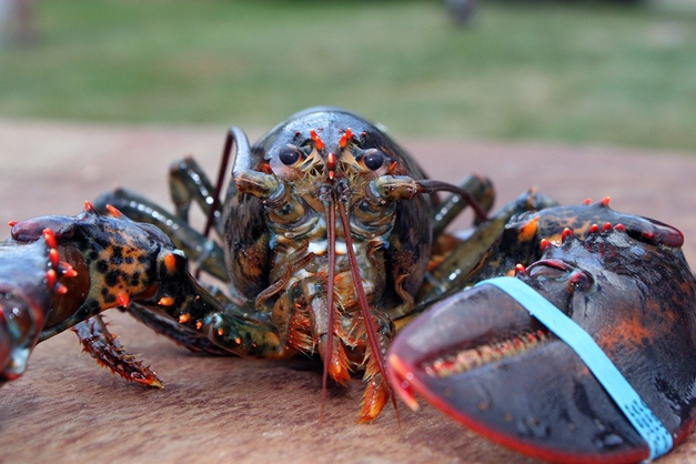 Live Maine lobster
