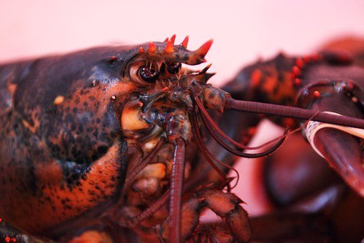 Lobster