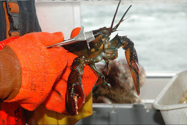 man grading a lobster