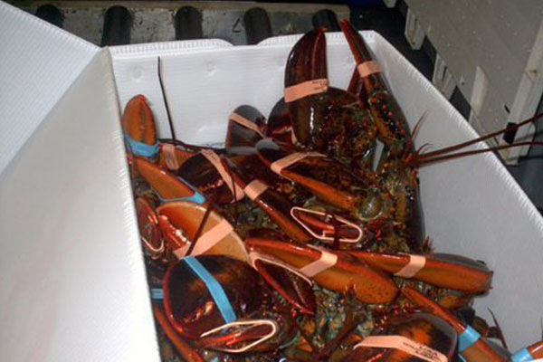many lobsters in a container