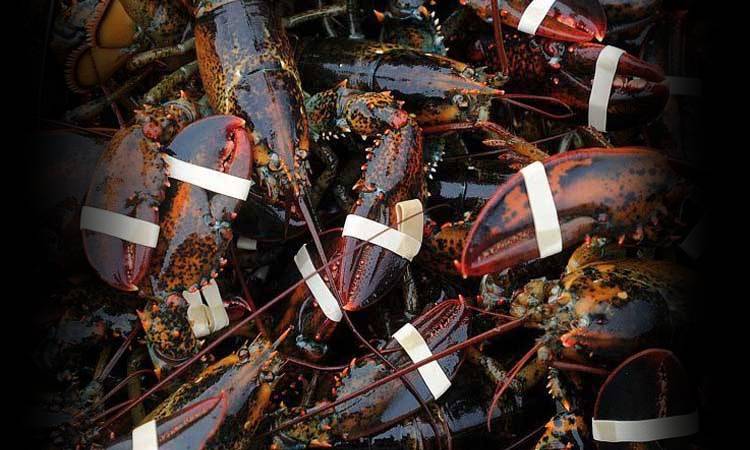 many lobsters