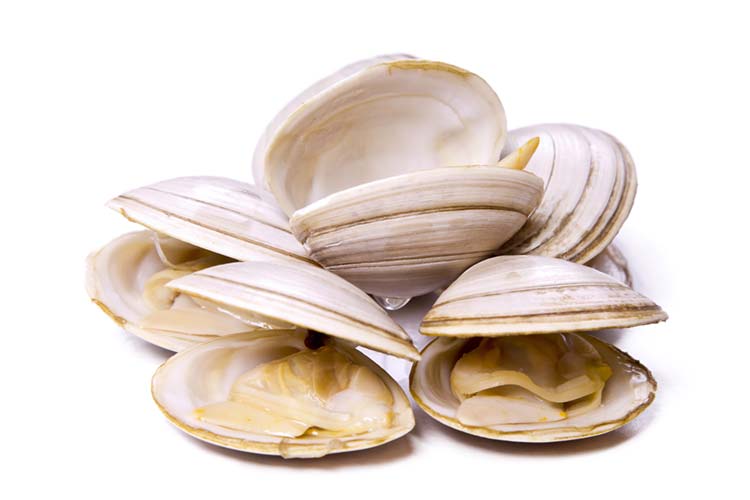Taste of Maine Shellfish
