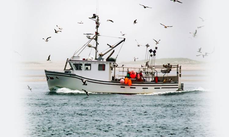 fishing boat surrounded by birds