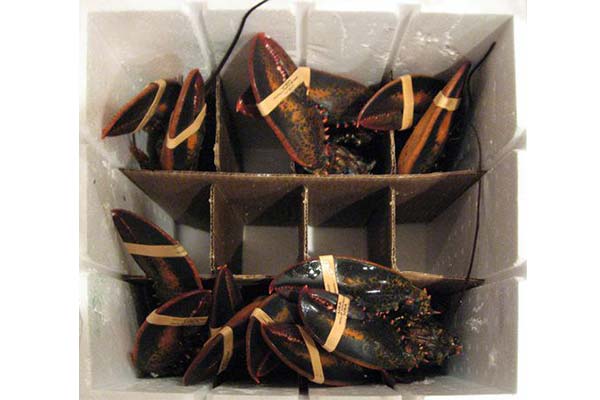 lobsters in a container